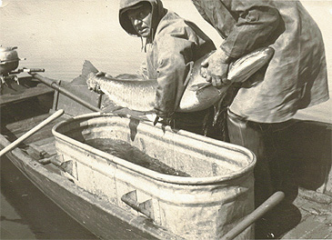 Record photograph for Esox masquinongy